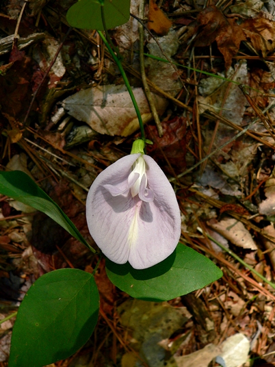 {Clitoria mariana}